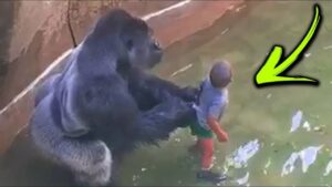 Unbelievable Animals That Saved People’s Lives